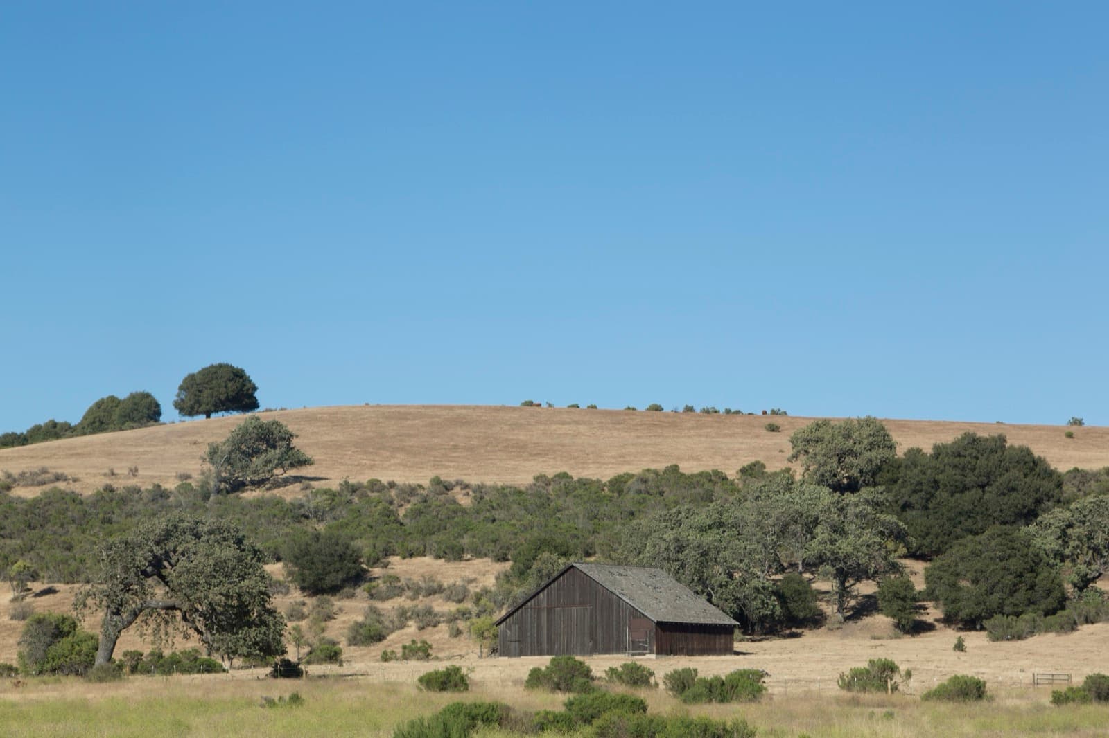 A weathered wooden barn among California oak trees on golden hills in Buellton, Santa Barbara County
