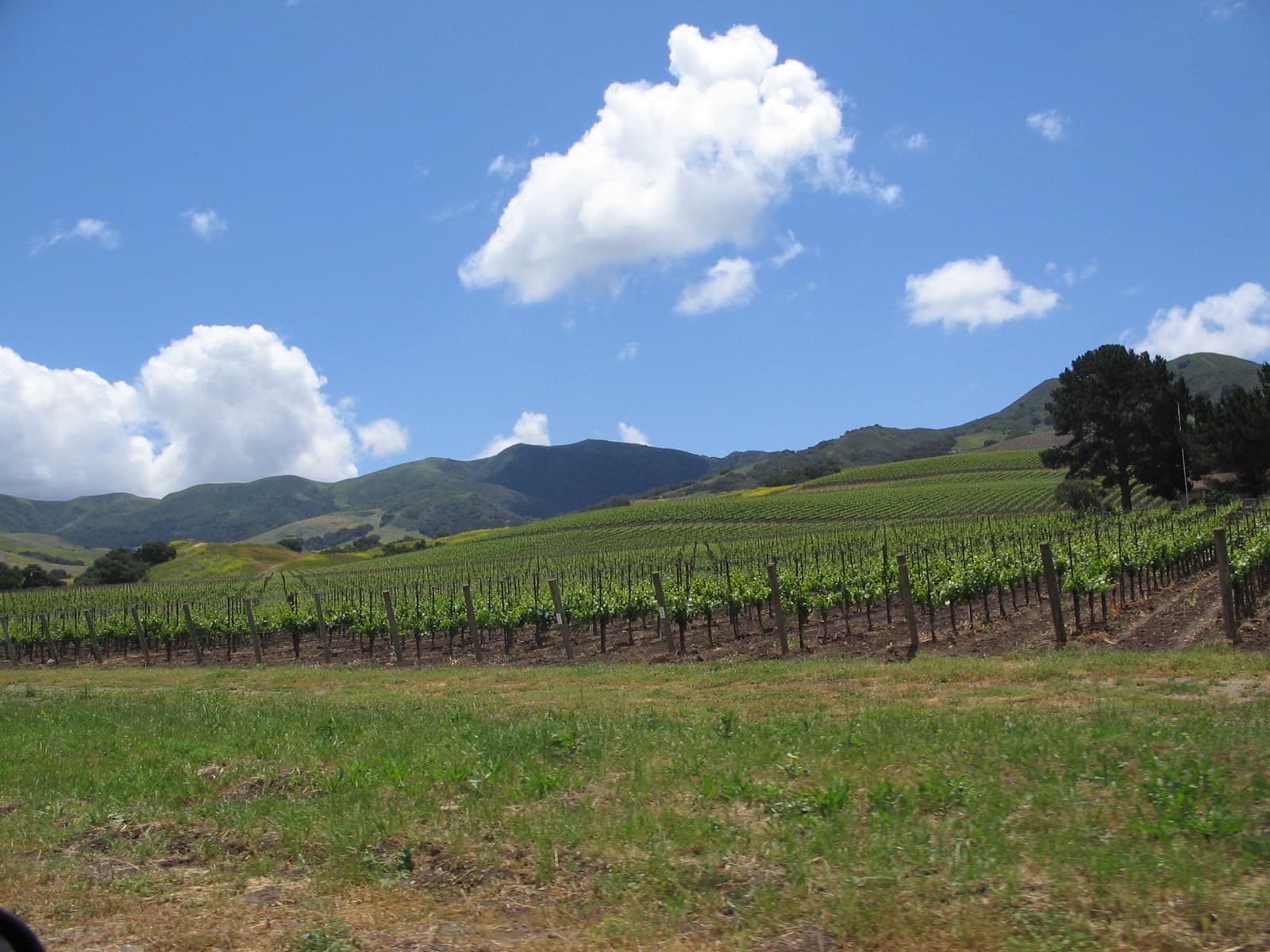 Vineyard rows in the Santa Ynez Valley, California, with rolling hills in the background